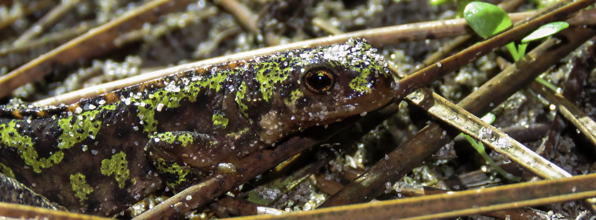 Edi&ccedil;&atilde;o &ldquo;Pinhal-Bravo: Biodiversidade&rdquo;