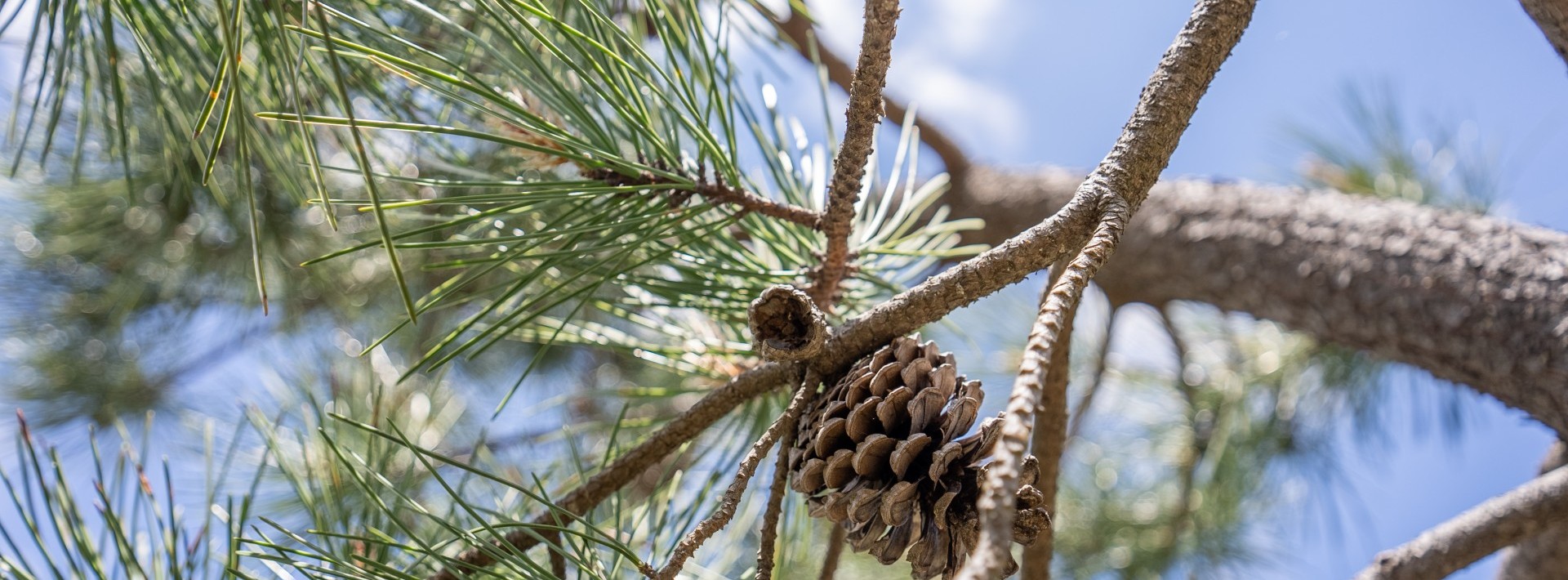 Barómetro de Investimento Florestal 2025