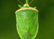 ECOPINE BIO | Pinhal-Bravo: Biodiversidade