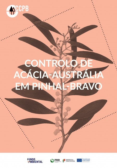 Controlo de acácia-austrália em pinhal-bravo