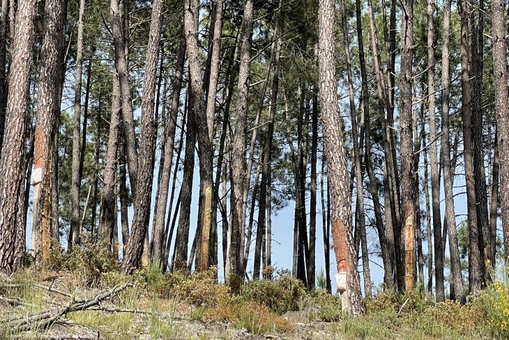 Saída de campo a Boticas em parceria com a CAPOLIB