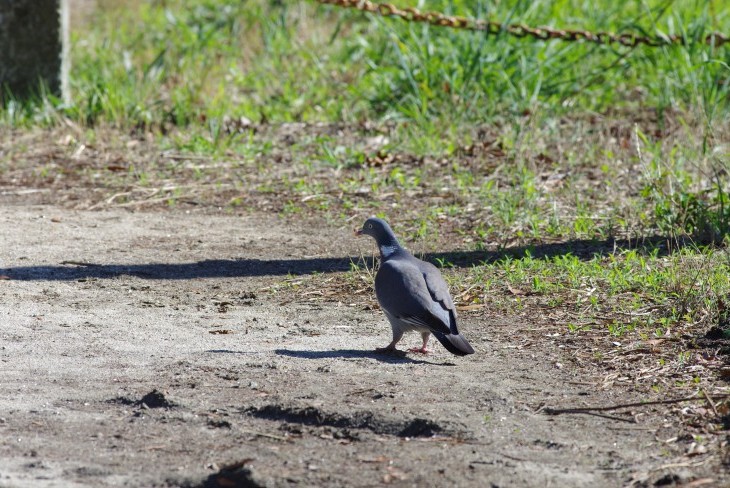 Percurso pedestre "As aves e a natureza do Camarido"