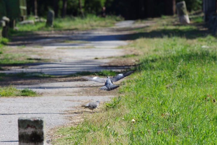 Percurso pedestre "As aves e a natureza do Camarido"