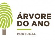 Centro PINUS procura pinheiro candidato a árvore do ano