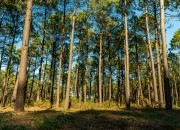 PEPAC  longe de apoiar a  floresta