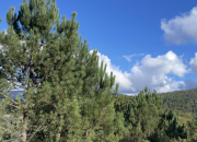 Orçamento do Estado para 2026 deve refletir metas do Plano Floresta 2050