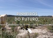 Pinheiros do futuro: mais produção de resina com o RN21
