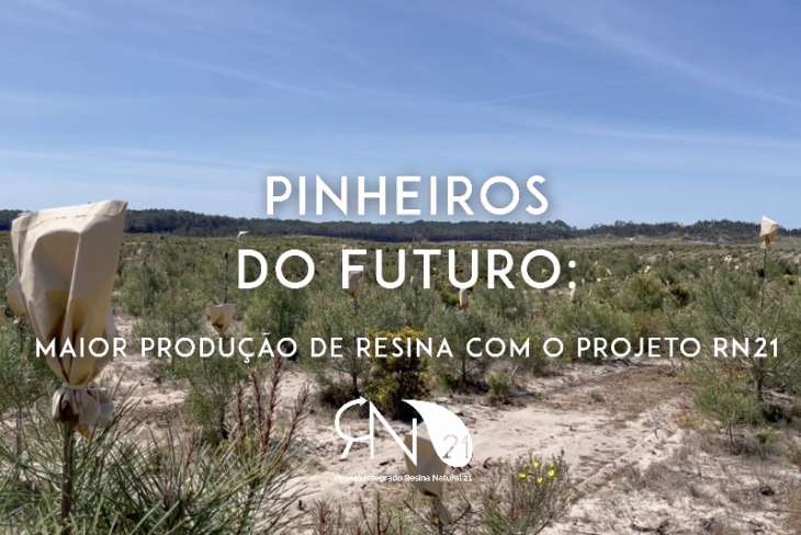 Pinheiros do futuro: mais produção de resina com o RN21