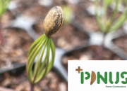 Novo PINUS TV sobre as sementes +PINUS