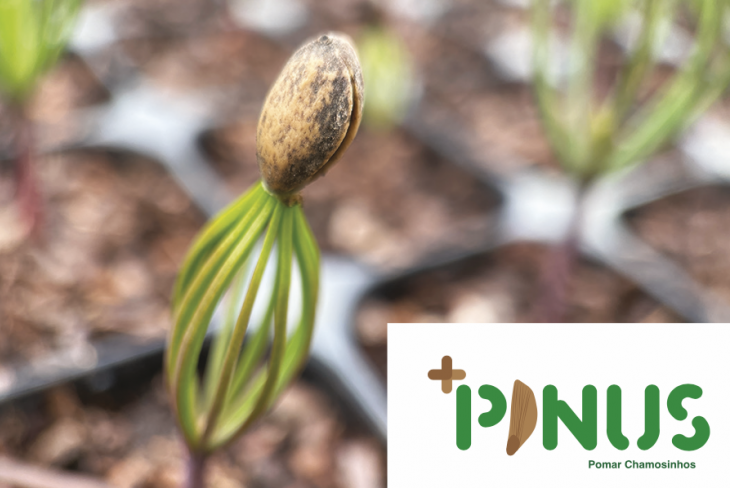 Novo PINUS TV sobre as sementes +PINUS
