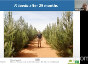Disponíveis online - Gravação e informação do Webinar “Pine plantations in South Brazil: State of Play”