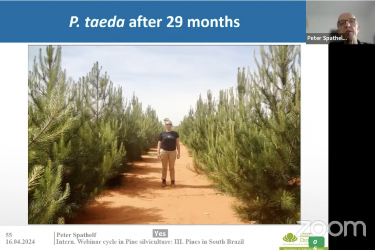 Disponíveis online - Gravação e informação do Webinar “Pine plantations in South Brazil: State of Play”