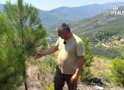 Novo PINUS TV &ldquo;Boas pr&aacute;ticas de gest&atilde;o de pinhal-bravo" no Baldio de Verdelhos