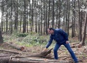 Novo PINUS TV sobre a gest&atilde;o florestal do pinhal-bravo