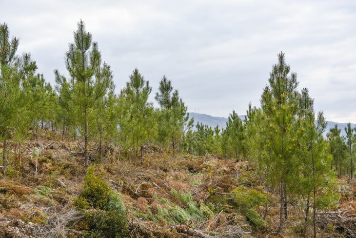 Vales Floresta: candidaturas começam amanhã
