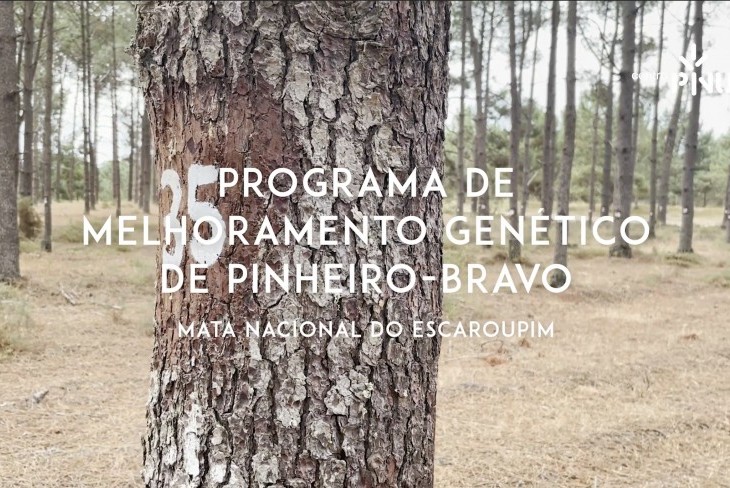 PINUS TV dá a conhecer o Melhoramento Genético do pinheiro-bravo