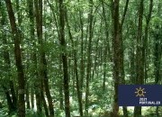 Forest Resilience - from policy to practice