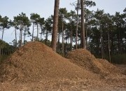 Centro PINUS analisa impactos da reconversão da Central Termoelétrica do Pego para a Fileira do Pinho