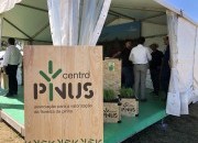 NOVO PINUS TV: CENTRO PINUS na 12ª Expoflorestal