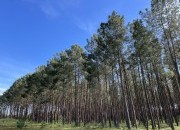 &ldquo;Floresta 2050, Futuro + Verde&rdquo; aprovado com amplo consenso, mas sem garantias financeiras para a sua implementa&ccedil;&atilde;o