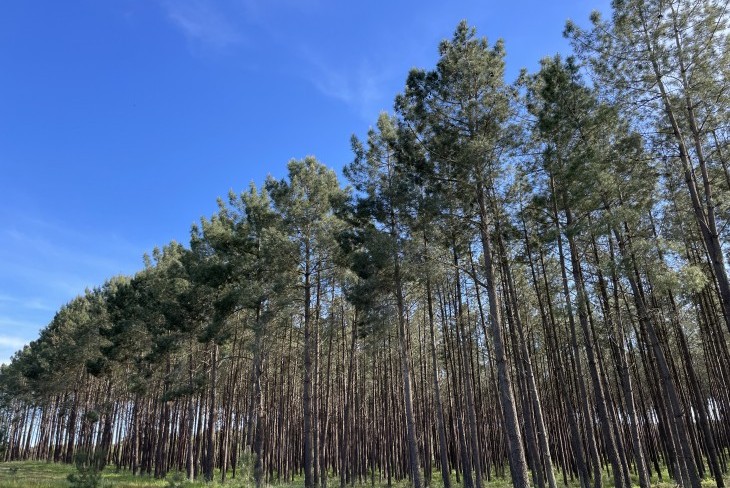 &ldquo;Floresta 2050, Futuro + Verde&rdquo; aprovado com amplo consenso, mas sem garantias financeiras para a sua implementa&ccedil;&atilde;o