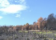 Impacto económico dos incêndios de 2025 na Fileira do Pinho