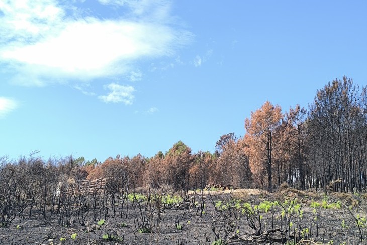 Impacto económico dos incêndios de 2025 na Fileira do Pinho