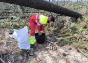 Tempestade Kristin permitir&aacute; produzir mais 4 milh&otilde;es de plantas de pinheiro-bravo