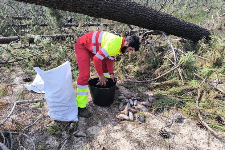 Tempestade Kristin permitir&aacute; produzir mais 4 milh&otilde;es de plantas de pinheiro-bravo