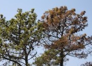 Virtual symposium on pine wilt disease