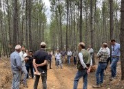 Demonstração em campo sobre gestão de pinheiro-bravo