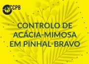 Lançamento de nova edição: controlo de acácia-mimosa em pinhal-bravo