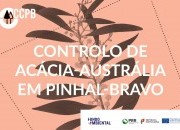 Lançamento de nova edição: controlo de acácia-austrália em pinhal-bravo