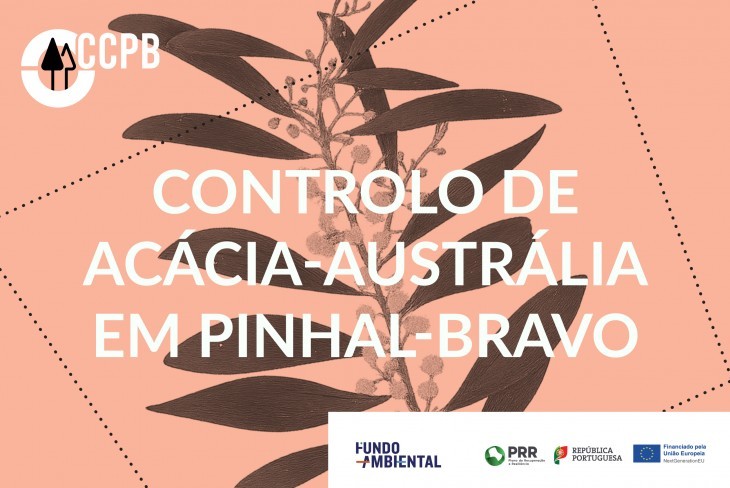 Lançamento de nova edição: controlo de acácia-austrália em pinhal-bravo