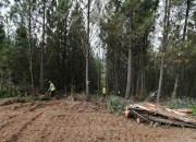 Investimento Público em Floresta: novo relatório