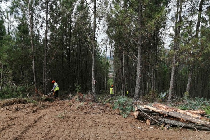Investimento Público em Floresta: novo relatório