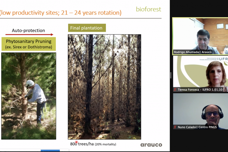 Gravação e informação do Webinar “Pinus radiata no Chile”