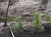 Questionário Gestão de pinheiro-bravo em Portugal: motivações e práticas de gestão e exploração