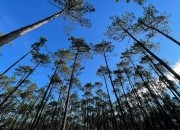 Dia Internacional das Florestas: comunicado conjunto Centro PINUS e ZERO