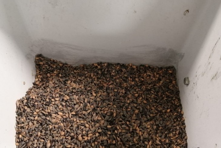 Sementes "+PINUS" perto de chegar aos produtores florestais