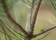 Centro PINUS dá a conhecer a biodiversidade do pinhal