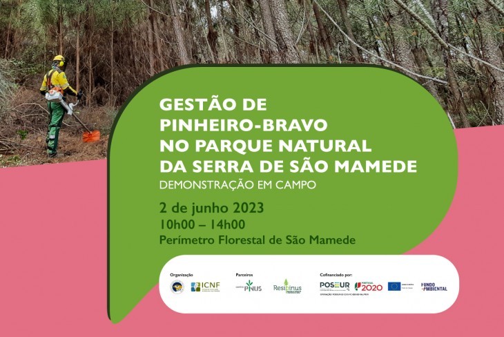 Demonstração em campo “Gestão de Pinheiro-bravo no Parque Natural da Serra de São Mamede”