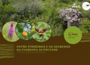 Entre pinheiros e os segredos da floresta autóctone