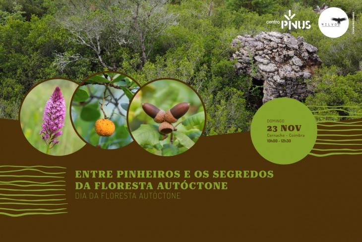 Entre pinheiros e os segredos da floresta autóctone