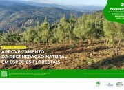 Visita de campo: Aproveitamento da regeneração natural em espécies florestais