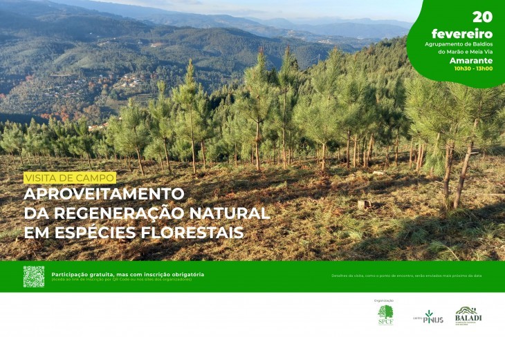Visita de campo: Aproveitamento da regeneração natural em espécies florestais