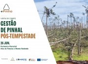 Visita de campo: gest&atilde;o de pinhal p&oacute;s-tempestade