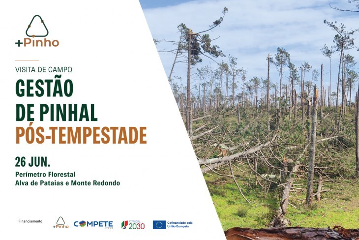 Visita de campo: gest&atilde;o de pinhal p&oacute;s-tempestade