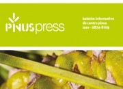 OS INDICADORES DA FILEIRA DO PINHO EM 2024